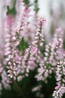 Sonbahar tatlı pembe heather çiçeği