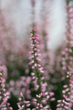 Sonbahar tatlı pembe heather çiçeği