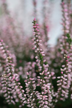 Sonbahar tatlı pembe heather çiçeği