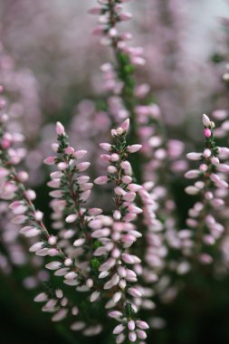 Sonbahar tatlı pembe heather çiçeği