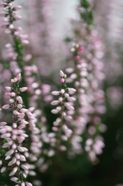 Sonbahar tatlı pembe heather çiçeği