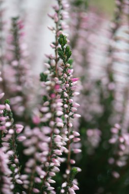 Sonbahar tatlı pembe heather çiçeği