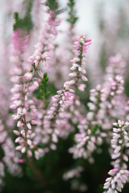 Sonbahar tatlı pembe heather çiçeği