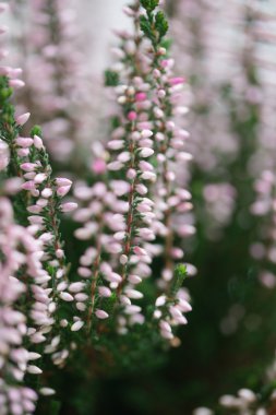 Sonbahar tatlı pembe heather çiçeği