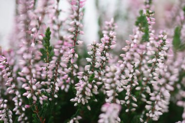 Sonbahar tatlı pembe heather çiçeği