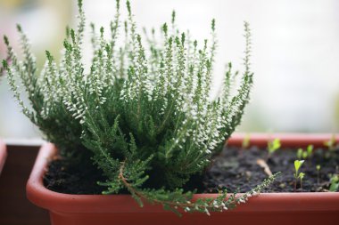 Beyaz çiçek heather portre