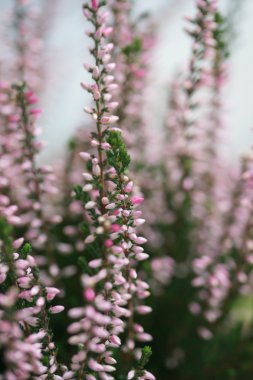 Sonbahar tatlı pembe heather çiçeği