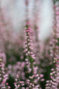 Sonbahar tatlı pembe heather çiçeği