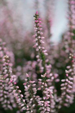 Sonbahar tatlı pembe heather çiçeği