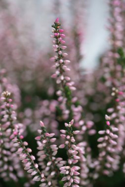 Sonbahar tatlı pembe heather çiçeği