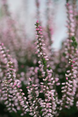 Sonbahar tatlı pembe heather çiçeği
