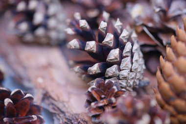 Ladin ve çam kozalakları