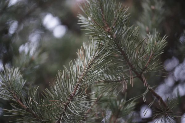 森の松 — ストック写真