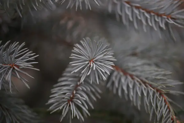 Větve smrku pichlavého v botanické zahradě — Stock fotografie