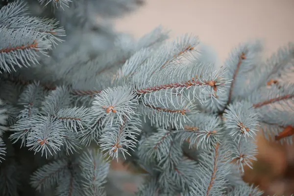 Větve smrku pichlavého v botanické zahradě — Stock fotografie