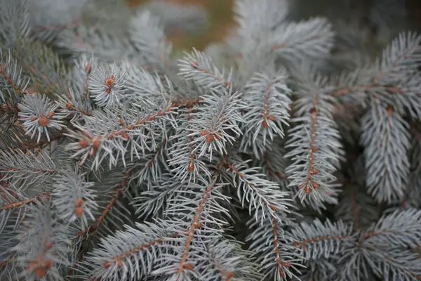 Větve smrku pichlavého v botanické zahradě — Stock fotografie