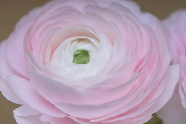 Rosa schöne Blumen Nahaufnahme — Stockfoto