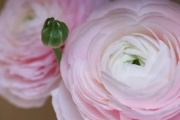 Rosa schöne Blumen Nahaufnahme — Stockfoto