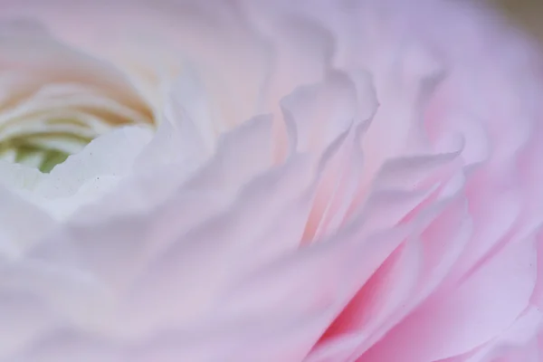 Pink beautiful flowers closeup — Stock Photo, Image