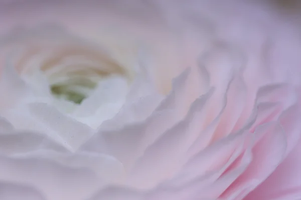 Rosa schöne Blumen Nahaufnahme — Stockfoto