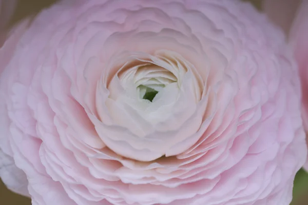 Розовые красивые цветы крупным планом — стоковое фото