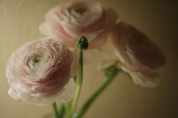 Pink beautiful flowers closeup — Stock Photo, Image