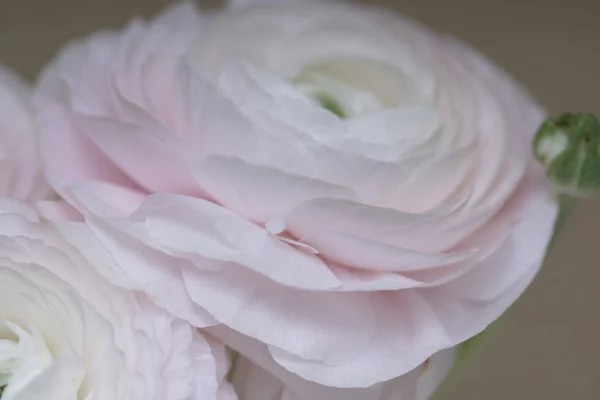 粉红色美丽的花朵特写镜头 — 图库照片