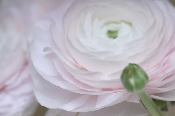Krásné růžové květy closeup — Stock fotografie
