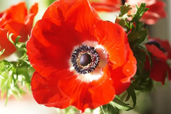 Bukiet czerwony anemonu dekoracyjne — Zdjęcie stockowe