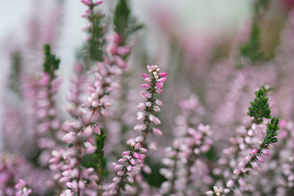 Розовый вереск цветет осенью крупным планом
