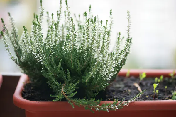 Beyaz çiçek heather portre