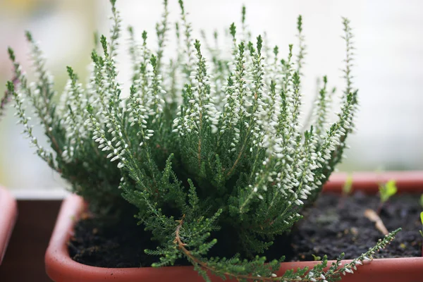 Beyaz çiçek heather portre