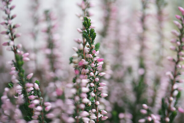 Розовый вереск цветет осенью крупным планом
