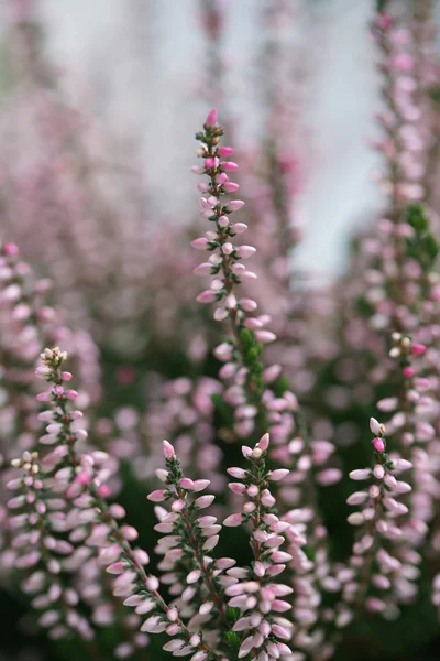Sonbahar tatlı pembe heather çiçeği