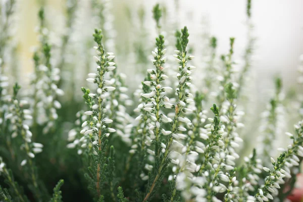 Beyaz çiçek heather portre — Stok fotoğraf