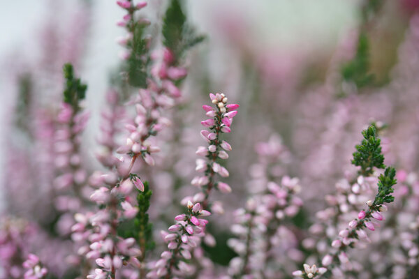 Розовый вереск цветет осенью крупным планом
