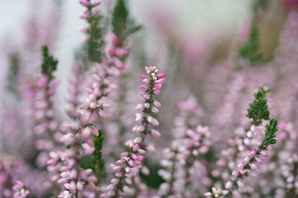 Розовый вереск цветет осенью крупным планом
