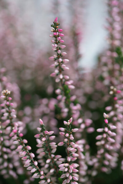 Розовый вереск цветет осенью крупным планом
