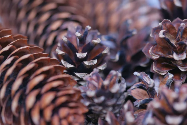 Cones de abeto e pinheiro — Fotografia de Stock