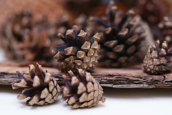 Spruce and pine cones — Stock Photo, Image