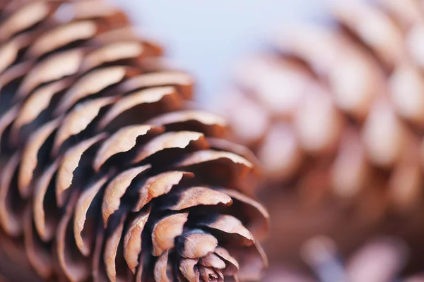 Spruce and pine cones — Stock Photo, Image