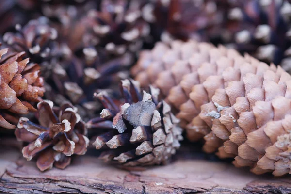 Spruce and pine cones Stock Picture