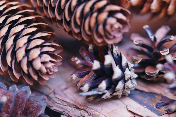 Spruce and pine cones Stock Picture
