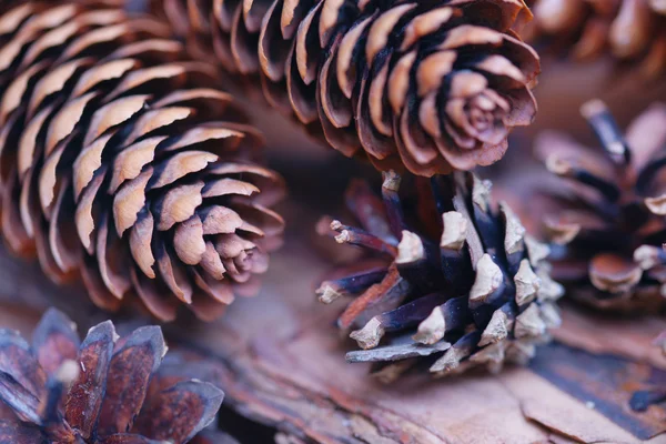 Spruce and pine cones Stock Photo