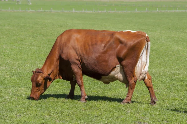 Alimentação de vaca na grama — Fotografia de Stock