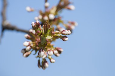 güzel bahar çiçek
