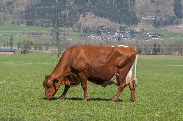 Alimentação de vaca em prados — Fotografia de Stock