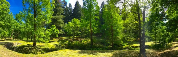 Orman panorama manzara