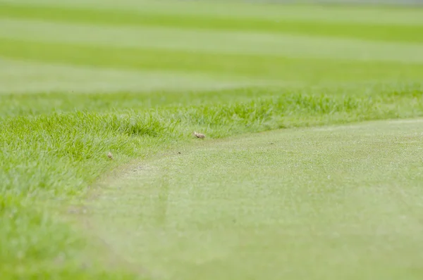 Close up di Golf verde — Foto Stock