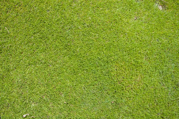 ゴルフのグリーンのクローズ アップ — ストック写真